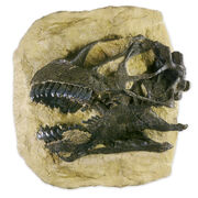 Camarasaurus skull 01