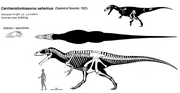 Carcharodontosaurus skeleton