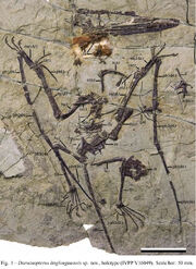Darwinopterus linglongtaensis (IVPP V16049)