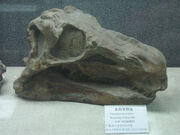 Huayangosaurus skull