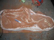 Linheraptor fossil
