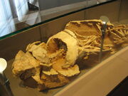 Pinacosaurus mephistocephalus.jpg