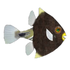 Proaracana (Imago) (1).png