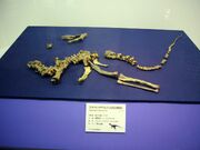 Staurikosaurus fossil