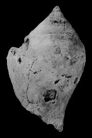 Strombus subgracilior Durham 1950 pl 27 fig 7