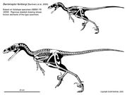 Bambiraptor skeleton