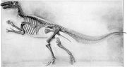Claosaurus peabody museum
