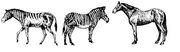 Horseline