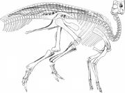 Kritosaurus Incurvimanus (William Arthur Parks, 1920 )