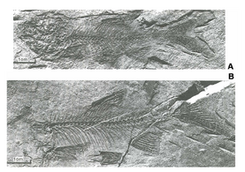 Palaeoleuciscus etilius1