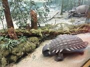 Royal Alberta museum Ankylosaurus