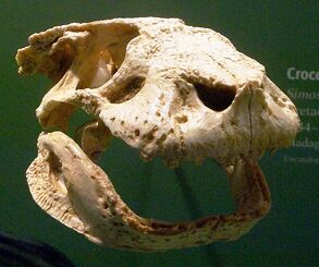 Simosuchus clarki skull