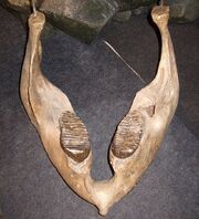 Woolly mammoth jaw