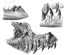 Duriavenator lithograph