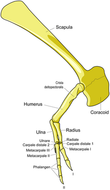 Gorgosaurus forelimb