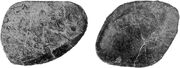Osteoderms of Ankylosaurus