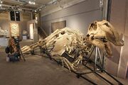 Prosaurolophus fossil 01.jpg