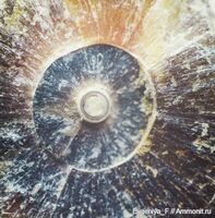 Поперечный скол ростра белемнита под большим увеличением. Россия, Пензенская область. Меловой период.