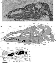 Austriadactylus cristatus skull