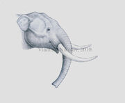Primelephas gomphotheroides by t pekc d2p2lxj-fullview