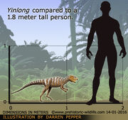 Yinlong-size