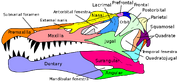 Череп спинозавра
