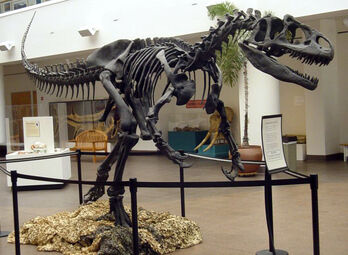 Allosaurus SDNHM (1)