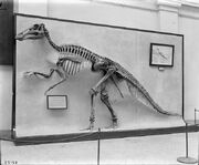 Edmontosaurus (USNM 2414) 1911