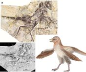 Eosinopteryx brevipenna-
