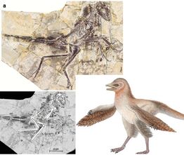 Eosinopteryx brevipenna-