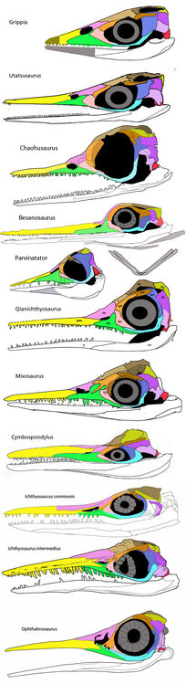 Ichthyosaurs21