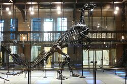 Iguanodon skeleton 01