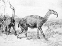 Macraucheni