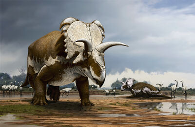 Medusaceratops-m.jpg