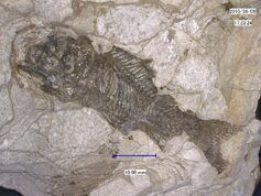Palaeocarassius priscus