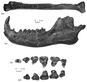 Ankalagon-saurognathus-AMNH-2454-left-dentary-with-cm3-holotype-occlusal-a-and