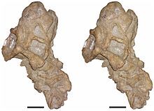 Bulbasaurus-13.jpg