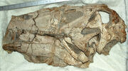 Irritator skull.jpg