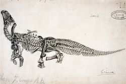 Образец «L RBINS R56», 28 ноября 1883 года. Один из полных скелетов игуанодона. Уникальная сохранность указывает на то, что животные были быстро погребены в отложениях, сразу после их смерти и таким образом были изолированы от внешних разрушительных факторов.