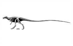 Leaellynasaura amicagraphica skeletal dcdw6kj-pre
