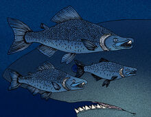 Oncorhynchus rastrosus 2.jpg