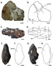 Ornithocheirus simus holotype.jpg