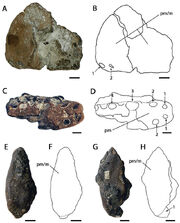 Ornithocheirus simus holotype