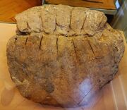 Proganochelys holotype