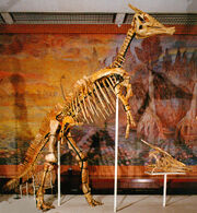 Saurolophus angustirostris (Музей им Ю. А. Орлова)