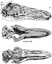 Saurornithoides AMNH 6516