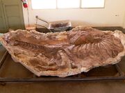 Skorpiovenator fossil.jpg