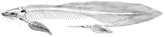 Ceratodus-skeleton