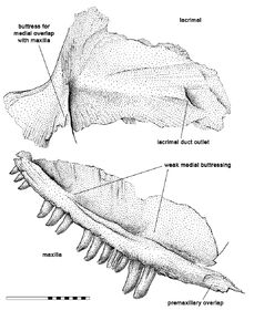 Kenomagnathus-fig2-drawing