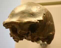 Ngandong 7-Homo erectus